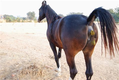 horse scat porn